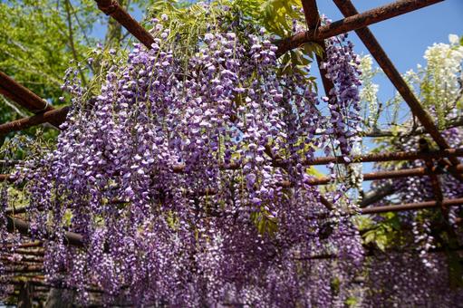 藤の花 藤の花の写真