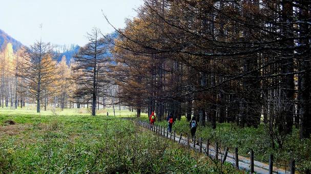 小田代ヶ原の朝景色 小田代ヶ原の朝景色 小田代ヶ原,木道,林の写真素材