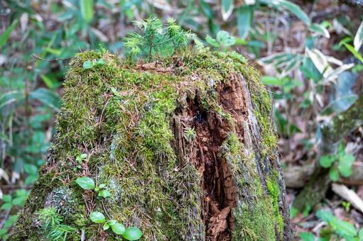 倒木の切り株から生える植物の苗木 倒木の切り株から生える植物の苗木の写真