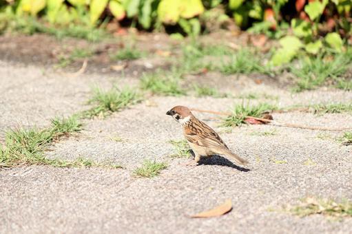 Photo, background, natural, bird, 
