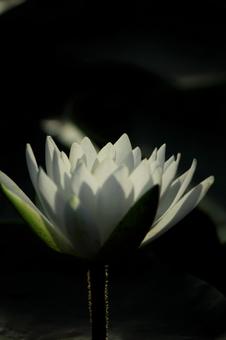 蓮の花 蓮の花の写真