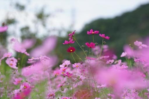 コスモス便り2025の写真