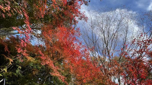 秋の空と紅葉 秋の空と紅葉の写真