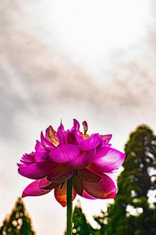 蓮池の風景　蓮の花と空の写真