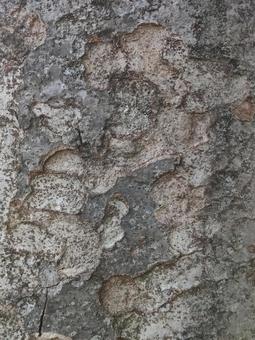 木の皮 木の皮の写真