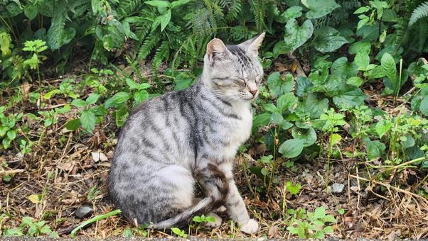 猫 猫の写真