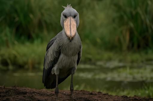 正面のハシビロコウ 正面のハシビロコウの写真