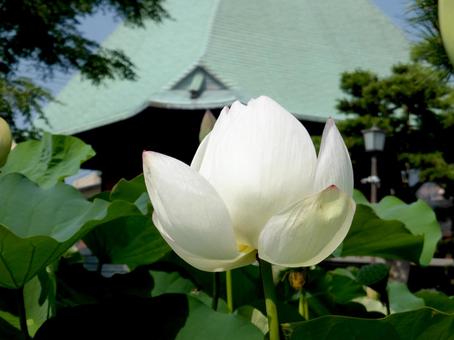 鎌倉市・本覚寺境内のハスのツボミ ハス,ツボミ,植物の写真素材