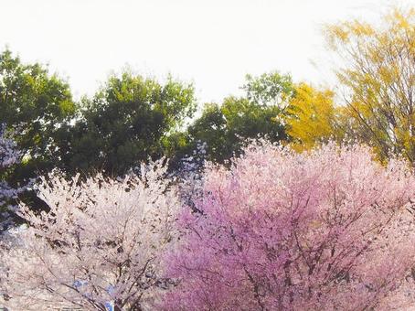 春の彩り豊かな桜並木 春の彩り豊かな桜並木 桜,春,花の写真素材