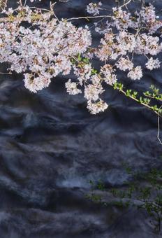川面と綺麗に咲く桜の花 川面と綺麗に咲く桜の花の写真