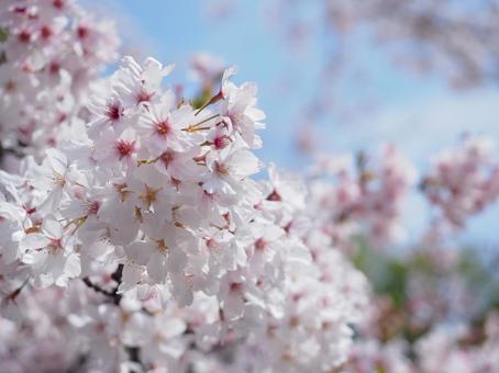 春らんまん。青空がのぞく桜満開の写真 春らんまん。青空がのぞく桜満開の写真 桜,さくら,春の写真素材