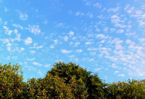 8月の空とうろこ雲 8月の空とうろこ雲の写真