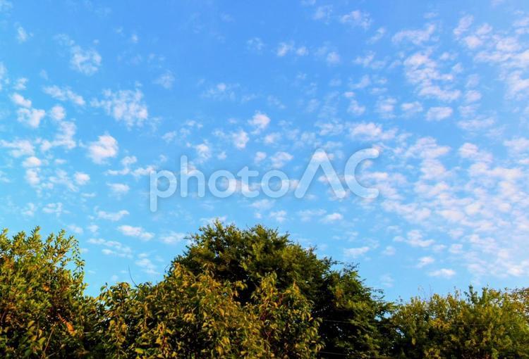 8月の空とうろこ雲 うろこ雲,雲,青空の写真素材