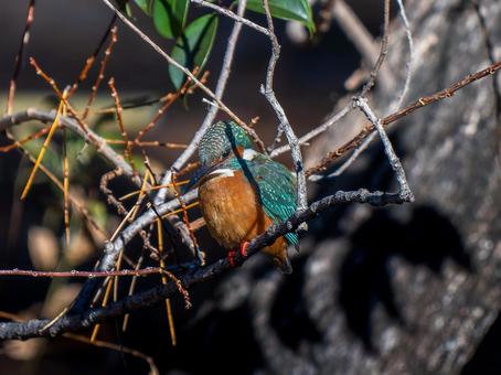 Kingfisher perched on a branch, kingfishers, wild bird, bird, JPG