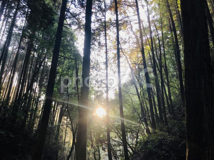 登りゆく朝日の木漏れ日登山 木漏れ日,朝日,登山の写真素材