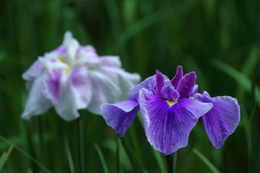 Pass the incense of Edo to now, JPG Pass the incense of Edo to now, plant, flower, iris, JPG
