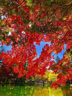雲場池 紅葉 雲場池 紅葉の写真
