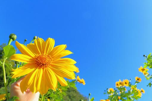 皇帝ひまわり　手　青空 皇帝ひまわり,手,ひまわりの写真素材