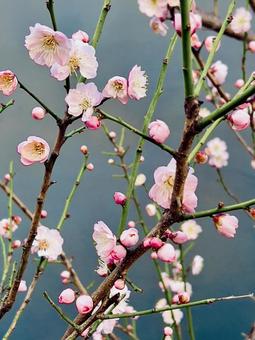 Photo, plum, plum blossom, flower, 