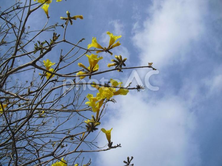 黄色い高く咲く花「イペー」と、青空 黄色い花,黄色,ラッパ状の写真素材
