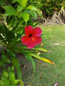 ハイビスカス ハイビスカス,南国の花,奄美大島の写真素材