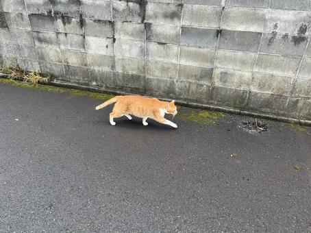 駐車場の猫② 駐車場の猫② 猫,野良猫,駐車場の写真素材