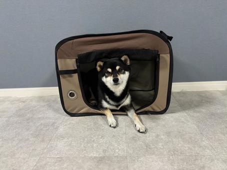 ペットキャリーと柴 犬,柴犬,黒柴の写真素材
