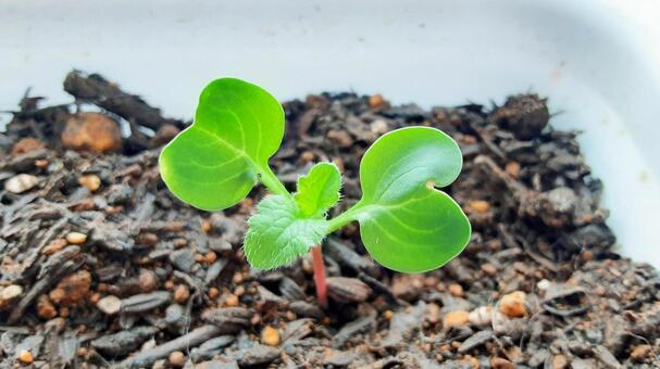 発芽して本葉が出始めたラディッシュ ふたば,発芽,はつか大根の写真素材