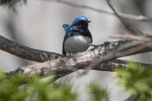 Photo, ohuri, wild bird, biological, 
