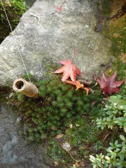紅葉 もみじ 落ち葉 苔 紅葉 もみじ 落ち葉 苔の写真