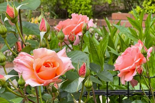 春バラ バラ,花,春バラの写真素材