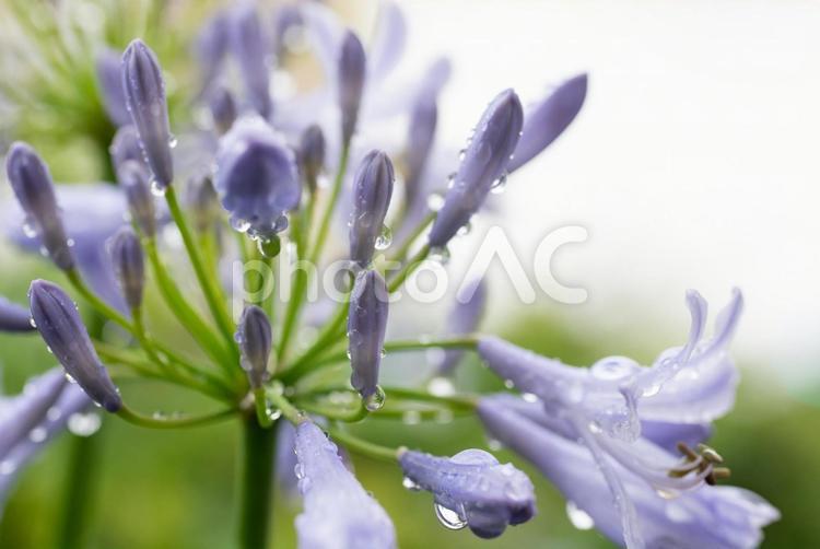 雨の日の草花の風景８ 梅雨,雨,雫の写真素材