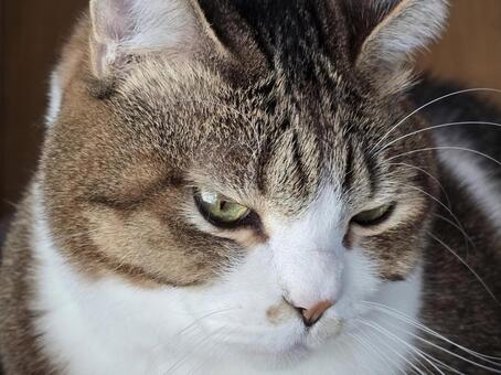 見つめる猫 猫,ネコ,キジトラの写真素材