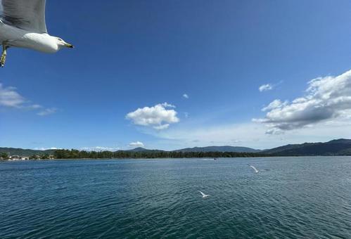 海と海鳥 海と海鳥の写真
