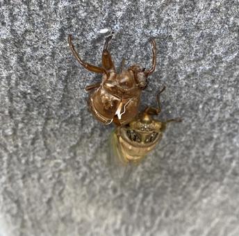 Cicada shell, JPG Cicada shell, JPG