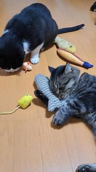 猫2 猫,可愛い,寝起きの写真素材