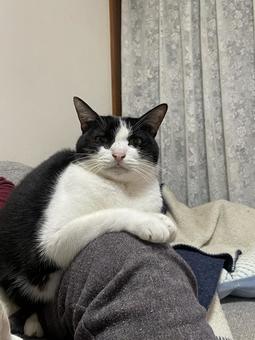 ネコの日常 猫,可愛い,ペットの写真素材