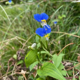 ツユクサの写真