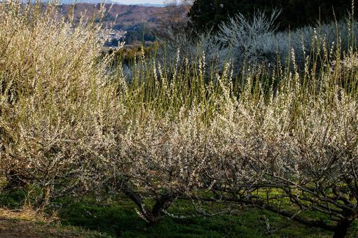 Photo, flower, spring, ume, 