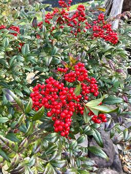 南天 赤,風景,鮮やかの写真素材