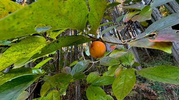 自生している柿の木になった色づいた柿 柿,柿の木,自生の写真素材