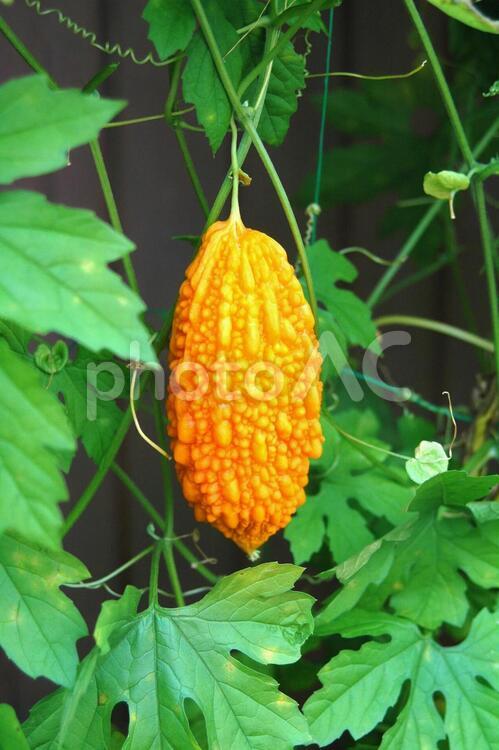オレンジ色に熟したゴーヤの実 ゴーヤ,夏,植物の写真素材