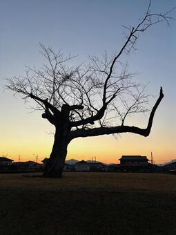 夕焼けシルエット 夕焼け,シルエット,巨木の写真素材