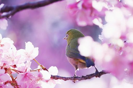河津桜にとまるメジロ メジロ,桜,春の写真素材