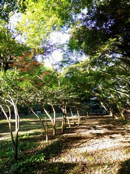 11月の鎌倉・源氏山公園の園内風景 木,木々,樹木の写真素材