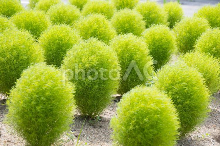 丸い小さい植物が並んでる 丸い,小さい木,夏の写真素材
