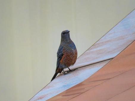 屋根の上に留まるイソヒヨドリのオス イソヒヨドリ,野鳥,動物の写真素材