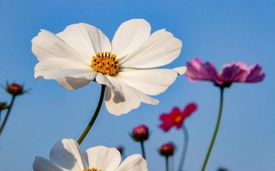 コスモスの写真