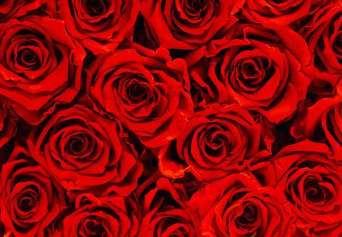 100本のたくさんの深紅のバラ花束無料 100本のたくさんの深紅のバラ花束無料の写真