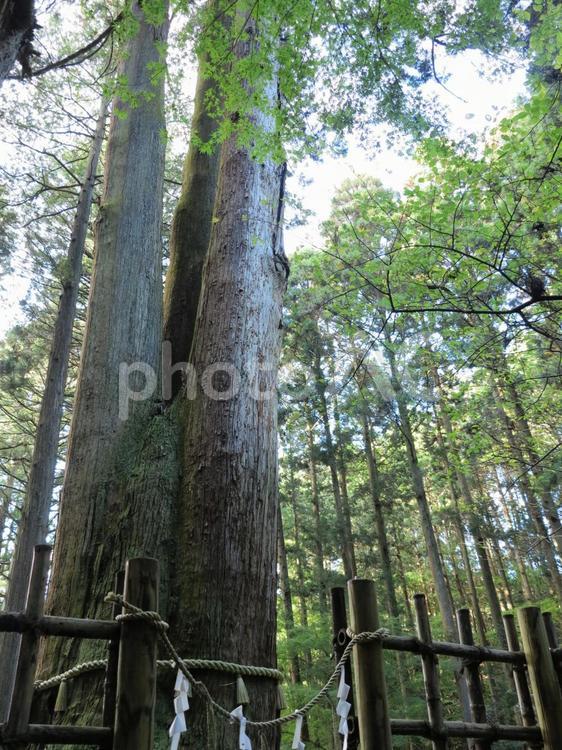 御岩神社　三本杉 アウトドア,ウォーキング,パワースポットの写真素材